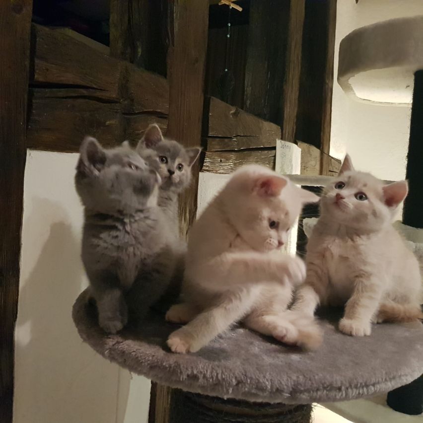 4 Kitten